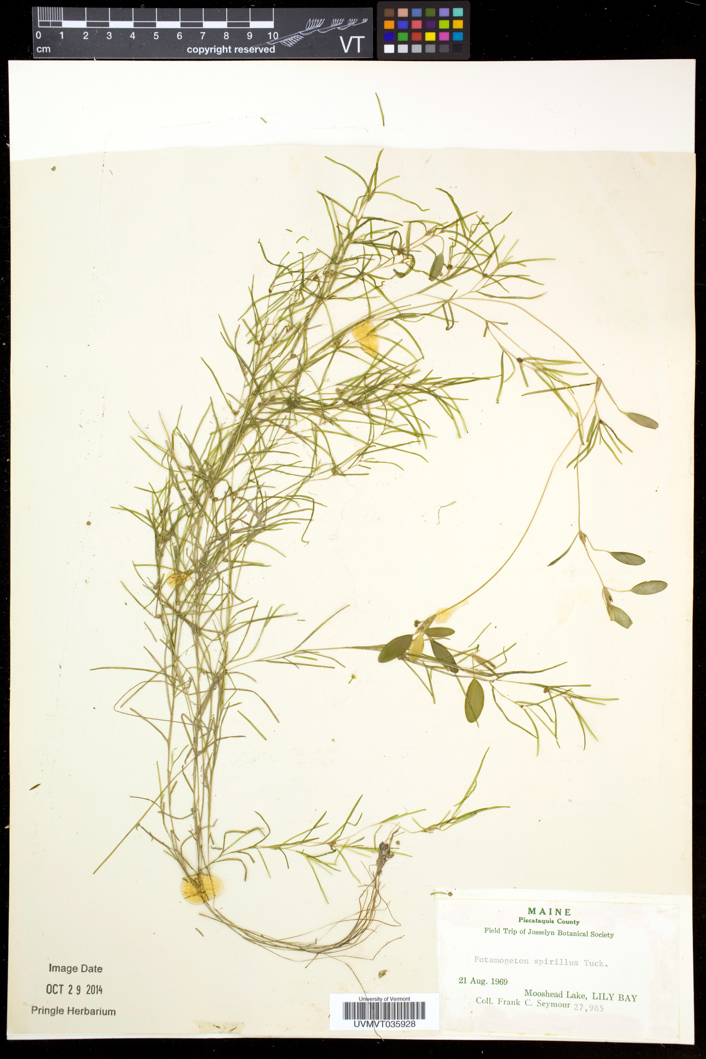 Potamogeton spirillus image