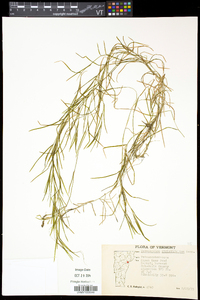 Potamogeton strictifolius image