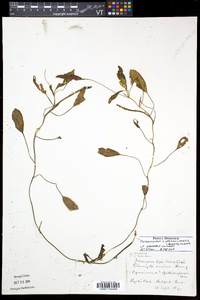 Potamogeton spathuliformis image