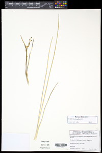 Scheuchzeria palustris image