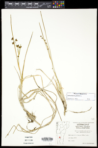 Scheuchzeria palustris image