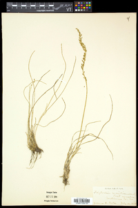 Triglochin maritima image