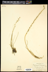 Triglochin maritima image