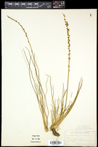 Triglochin maritima image