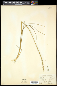 Triglochin maritima image