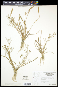 Alisma gramineum image