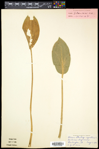 Alisma plantago-aquatica image