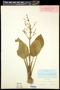 Alisma plantago-aquatica image