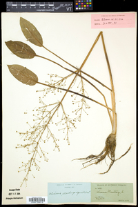 Alisma plantago-aquatica image