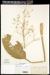 Alisma plantago-aquatica image