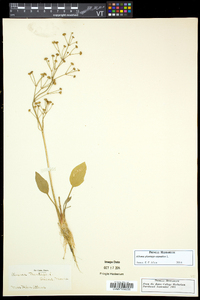 Alisma plantago-aquatica image