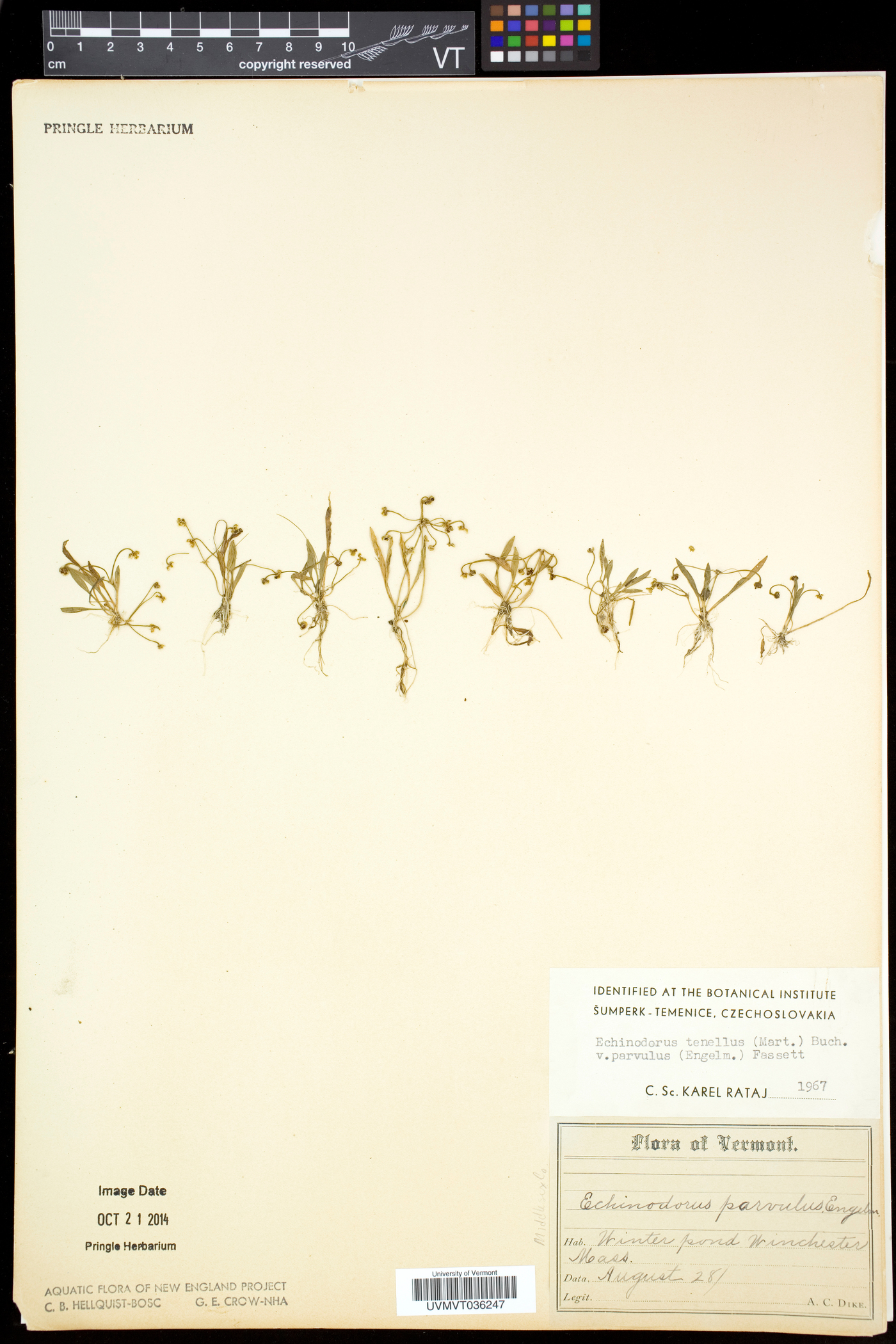 Helanthium tenellum image