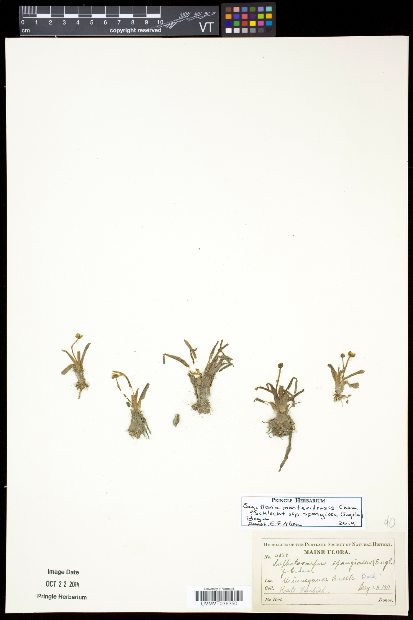 Sagittaria montevidensis subsp. spongiosa image