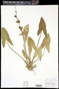 Sagittaria cuneata image