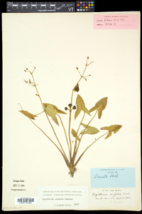 Sagittaria cuneata image