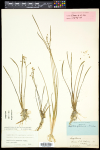 Sagittaria graminea var. graminea image