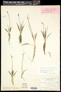 Sagittaria graminea image