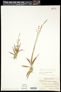 Sagittaria graminea image