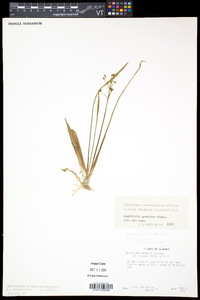 Sagittaria graminea var. graminea image