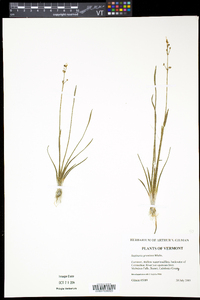 Sagittaria graminea image