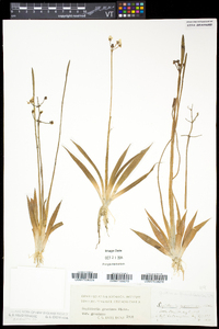 Sagittaria graminea var. graminea image