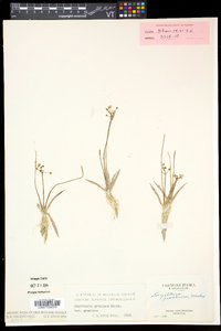 Sagittaria graminea image