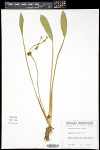 Sagittaria rigida image