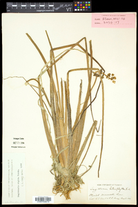 Sagittaria rigida image