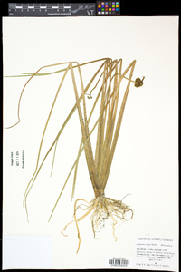 Sagittaria rigida image