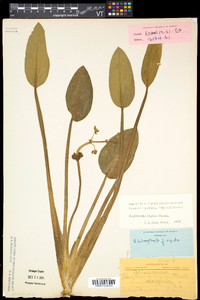 Sagittaria rigida image