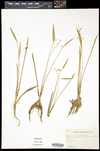 Sagittaria graminea var. graminea image