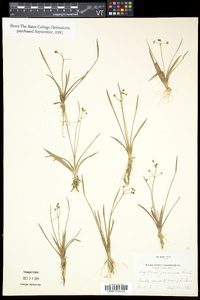 Sagittaria graminea image