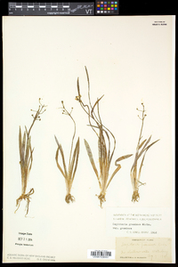 Sagittaria graminea var. graminea image