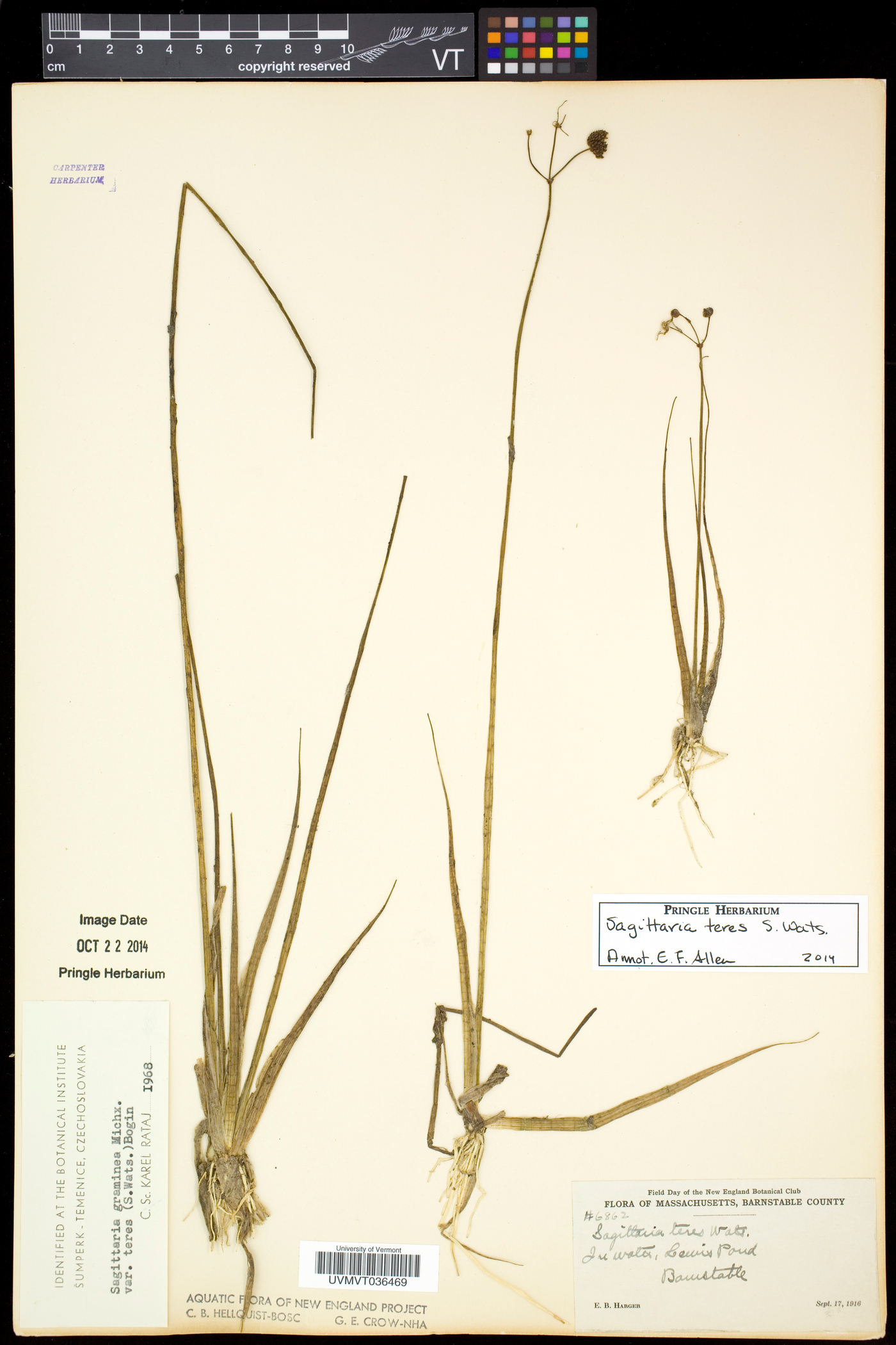 Sagittaria teres image