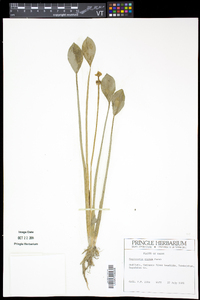 Sagittaria rigida image