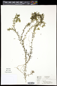 Elodea nuttallii image