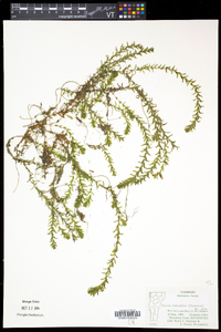 Elodea nuttallii image