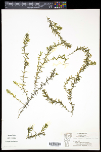 Elodea nuttallii image