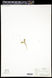 Elodea nuttallii image