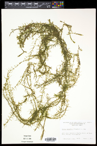 Elodea nuttallii image