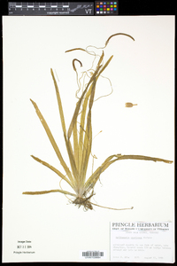 Vallisneria americana image