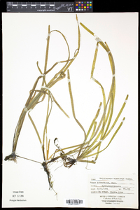 Vallisneria americana image