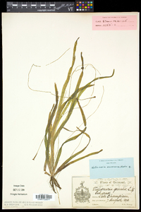 Vallisneria americana image