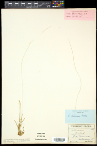 Vallisneria americana image