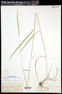 Elymus trachycaulus subsp. subsecundus image