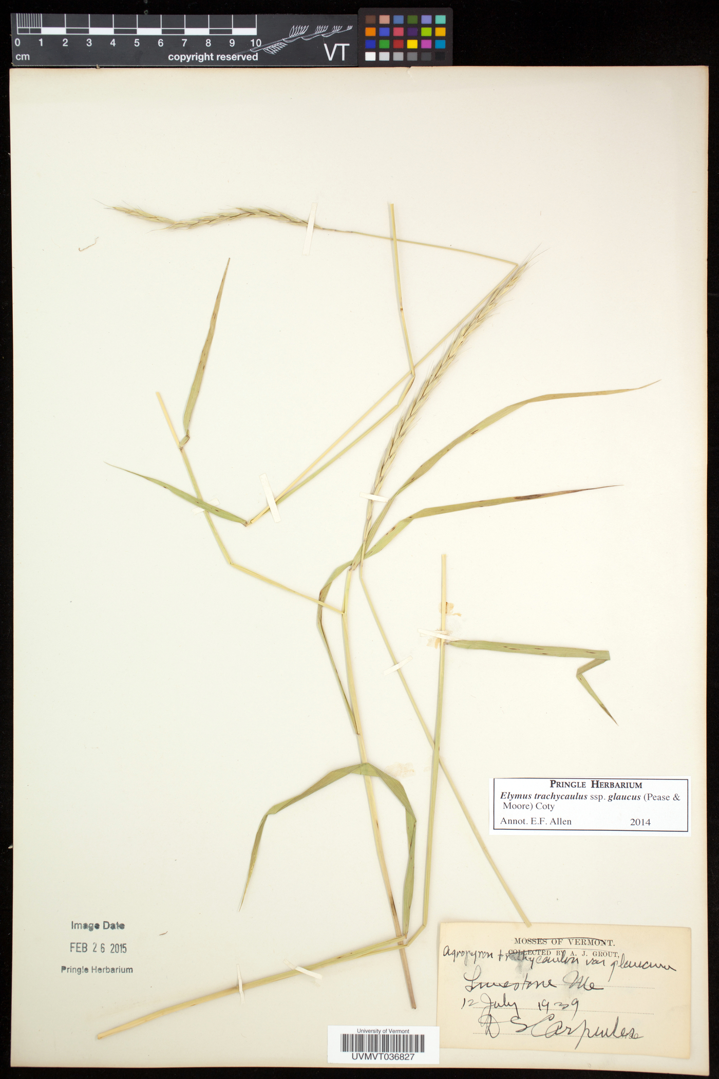 Elymus trachycaulus subsp. subsecundus image