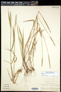 Elymus trachycaulus subsp. trachycaulus image