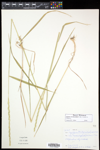 Elymus trachycaulus subsp. trachycaulus image