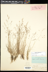 Agrostis mertensii image