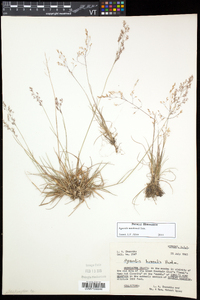 Agrostis mertensii image